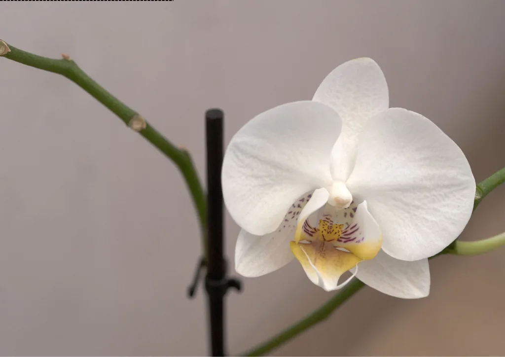 「 蘭花 」蘭花擺設 | 蘭花訂購 - 今日花遇