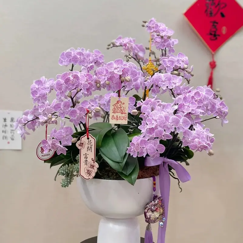 藝術型蘭花盆栽，桌上型蘭花盆栽，桌上蘭花盆栽_ 2412113