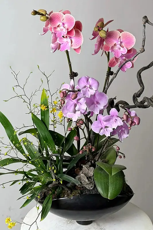 賀年蘭花，蘭花賀年，新年買蘭花 2412051_5